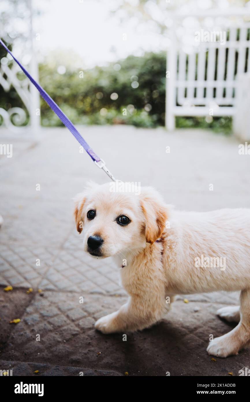 Little puppy in a harness looking to the camera and refusing to walk in a park road. Copy space Stock Photo