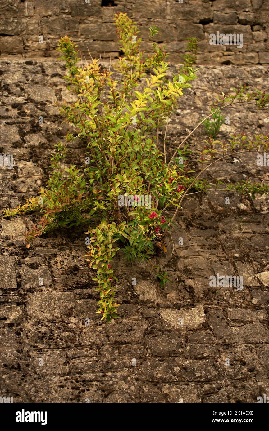 Mauerdurchbruch - Pflanze hartnäckig u. widerstandsfähig Stock Photo