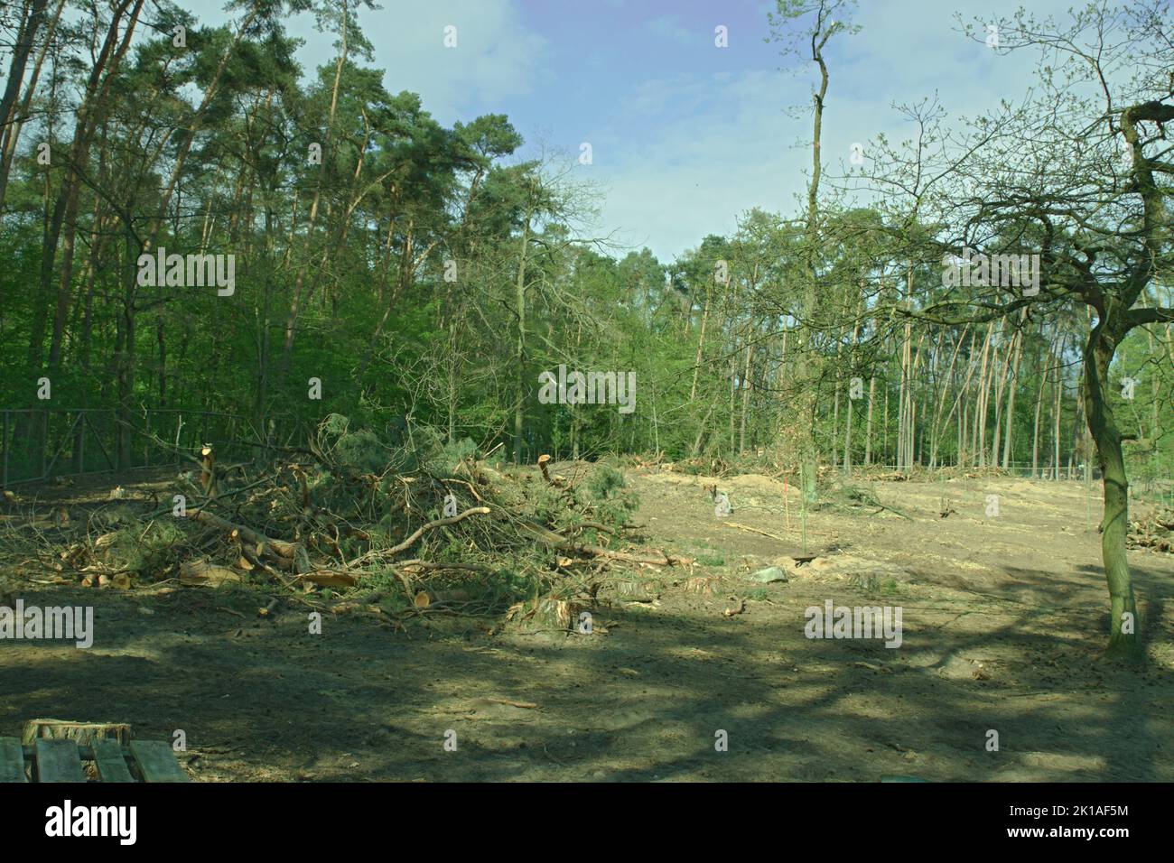 Rodung am Tierpark Sommerhausen Stock Photo