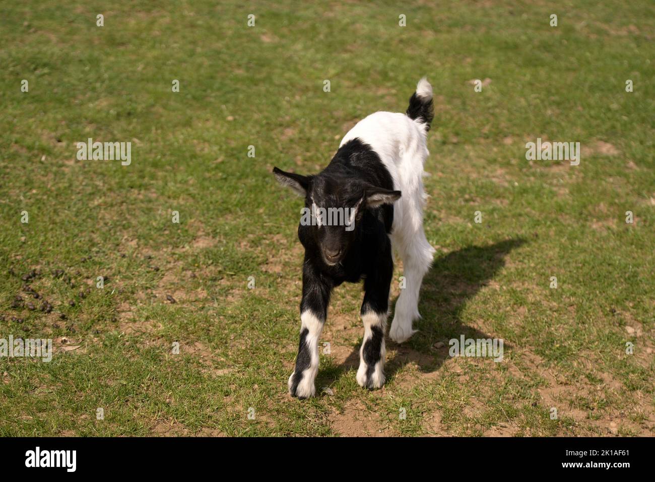 Zieglein - eine junge Hausziege - Ziegenkitz Stock Photo