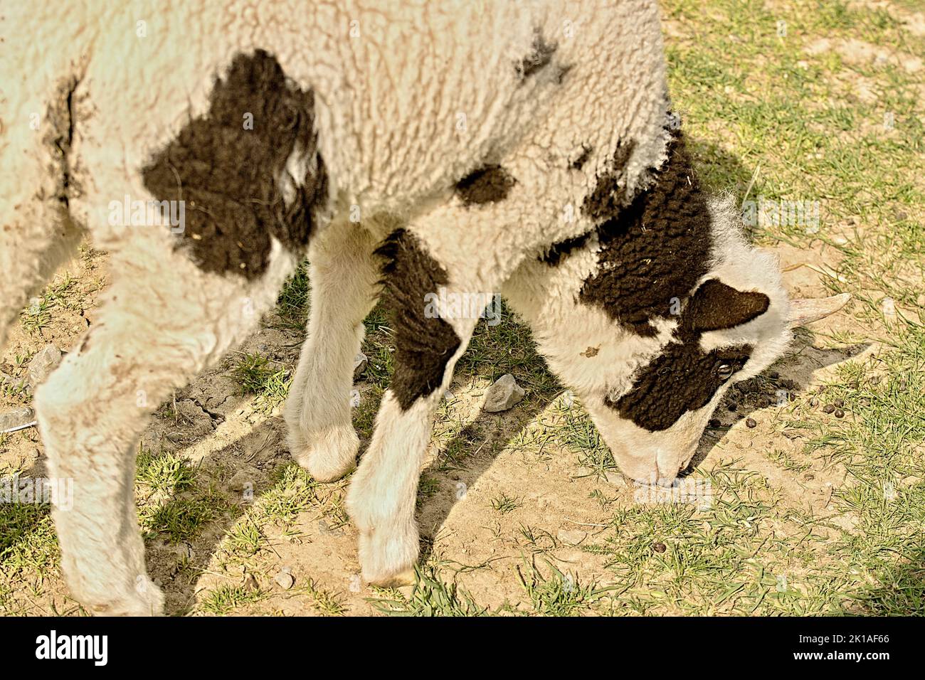 Junges Schaf - Jährling Stock Photo