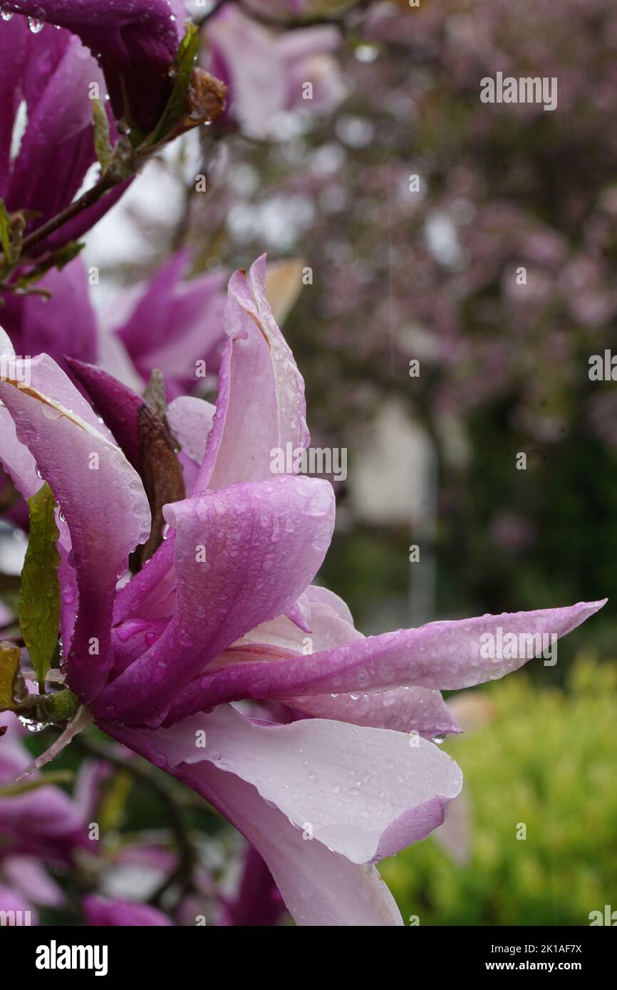 Purpur-Magnolie (Magnolia liliiflora) im Regen Stock Photo