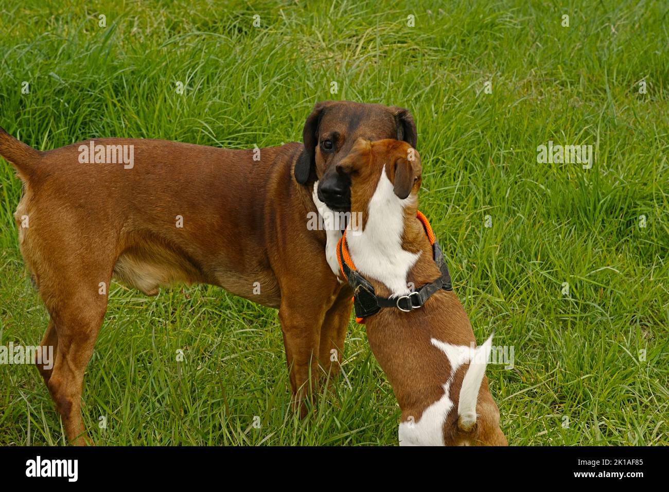 Hundetreffen Bayrischer Gebirgsschweißhund u Jack Russel Terrier Stock Photo