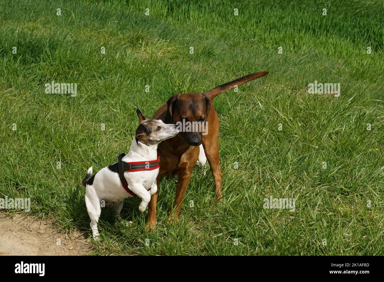 Jack Russel Terrier u Bayrischer Gebirgsschweißhund 2 Stock Photo