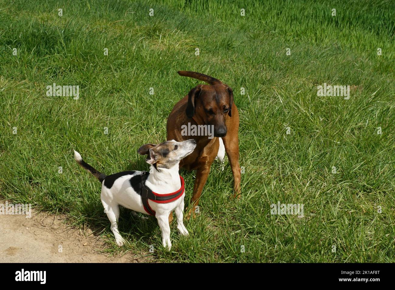 Jack Russel Terrier u Bayrischer Gebirgsschweißhund 4 Stock Photo