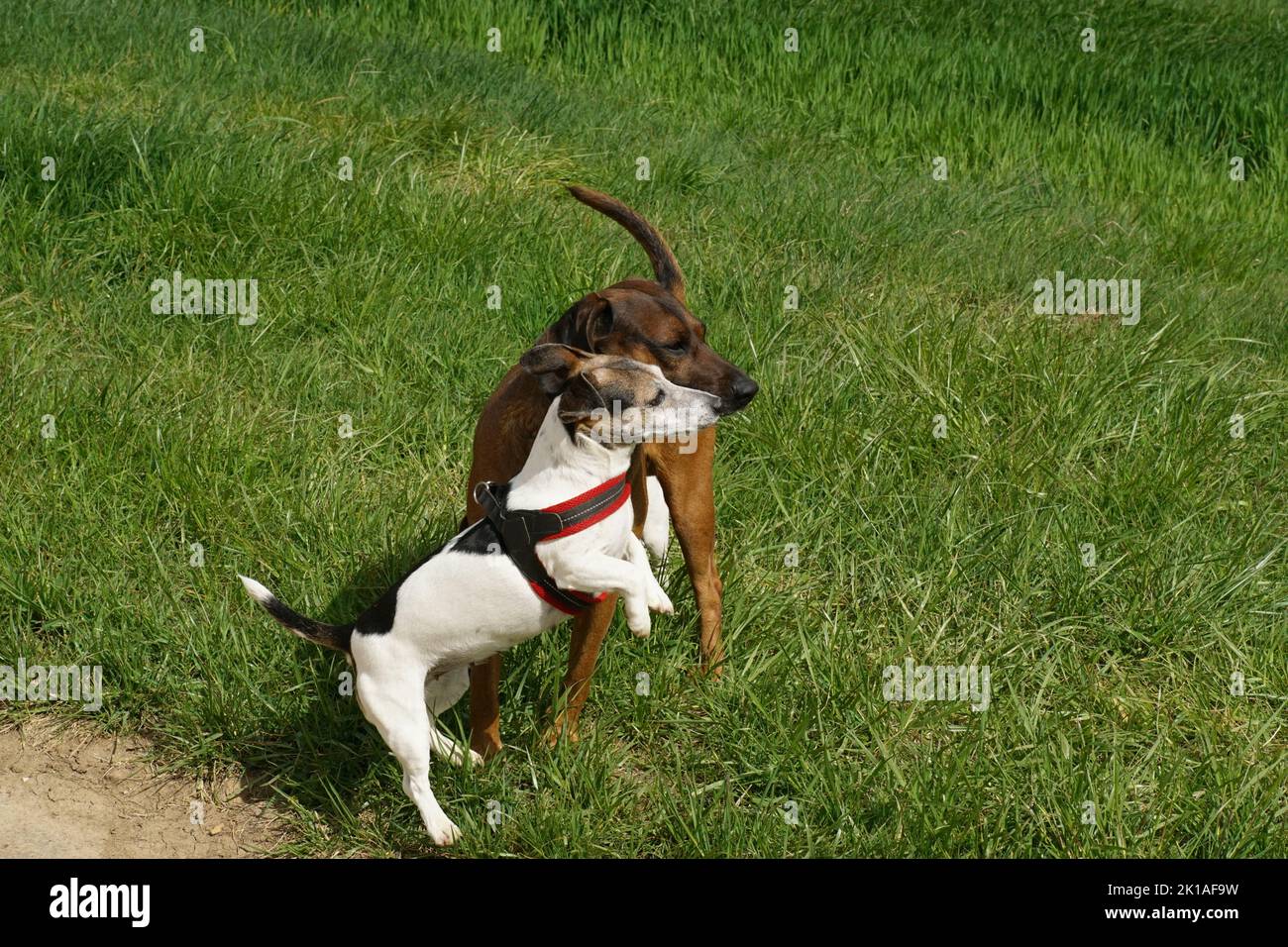 Jack Russel Terrier u Bayrischer Gebirgsschweißhund 6 Stock Photo