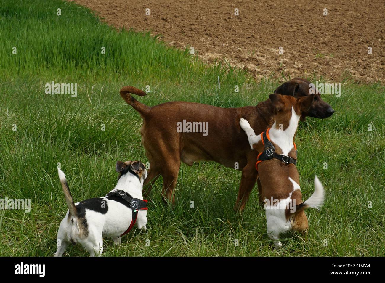 Bayrischer Gebirgsschweißhund mit zwei Jack Russel Terrier Stock Photo