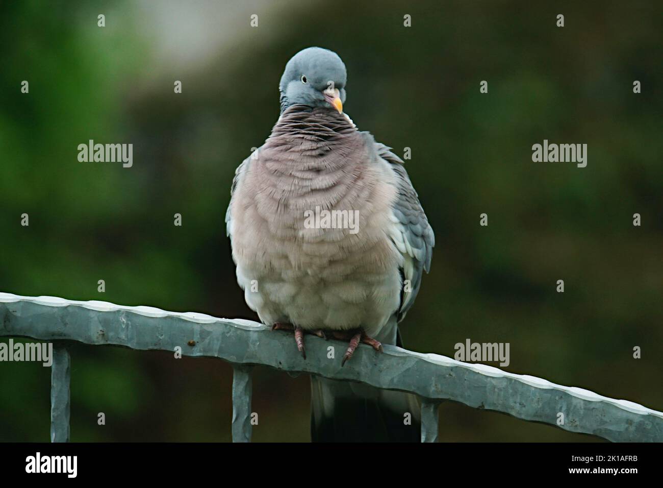 Taube auf einem Zaun sitzend Stock Photo