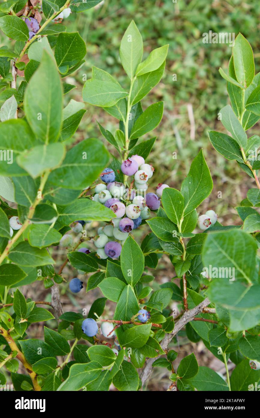 Blueberries on the vine Stock Photo Alamy