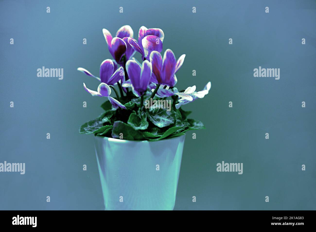 Alpenveilchen einzelner Blumenstock mit verschiedenen Farbnuacen grün, hellblau, blau, rosa, gosaschwarz, vielett, braun, Stock Photo
