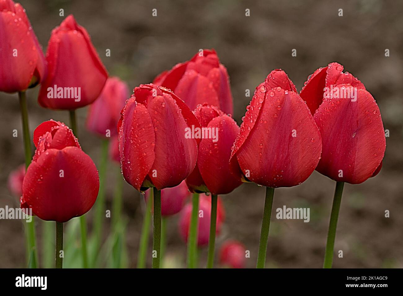 Mehrere rote blühende Tulpen im Regen Stock Photo