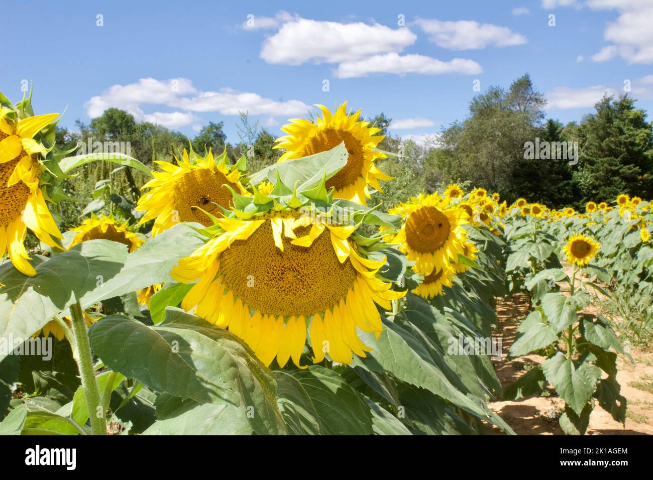 Sunflowers and bees Stock Photo