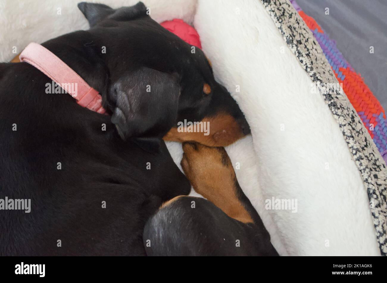 Sleeping Doberman Puppy Stock Photo