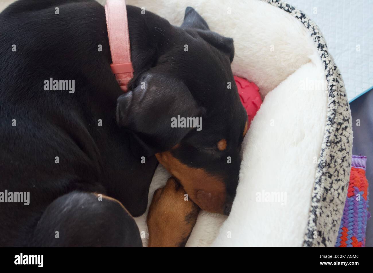 Sleeping Doberman Puppy Stock Photo