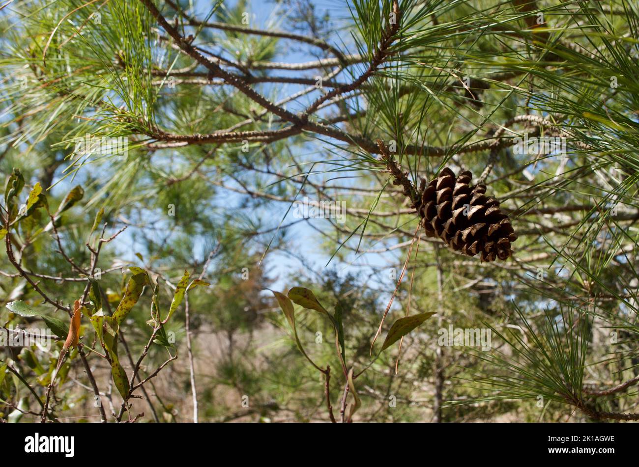 Pinecone on the branch Stock Photo