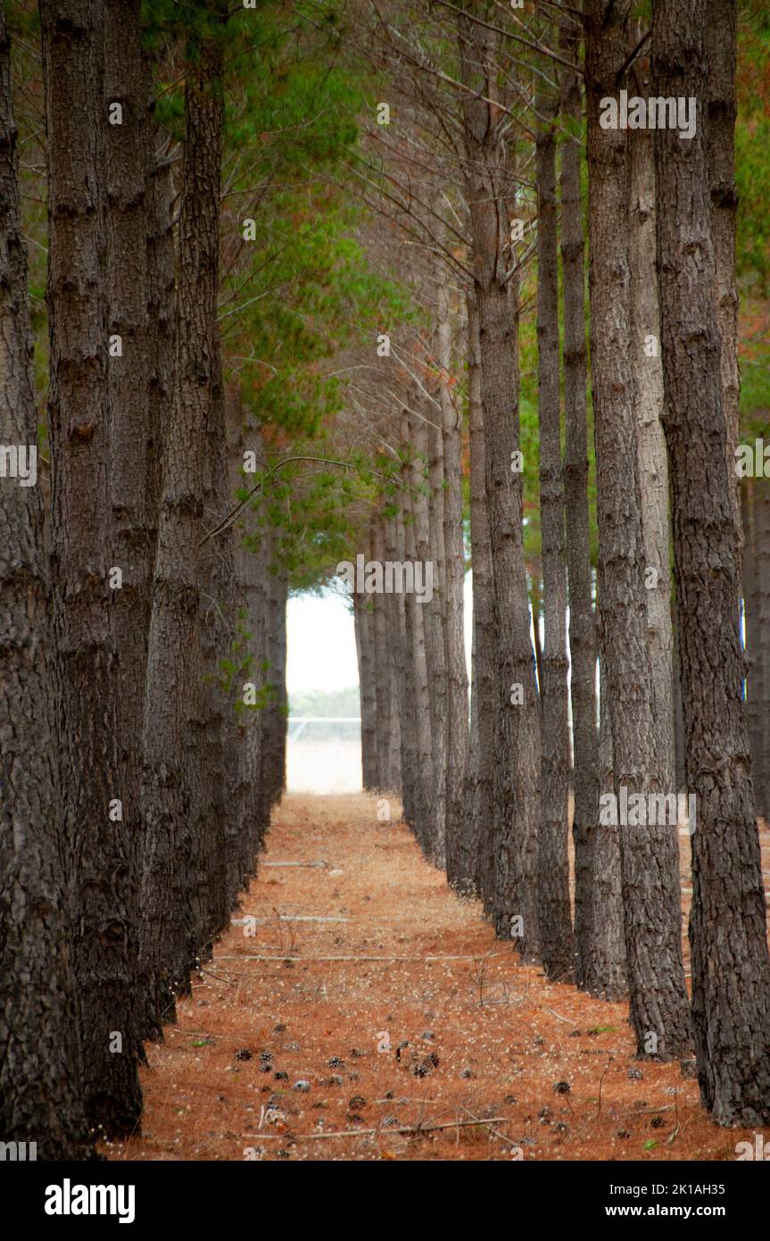 Radiata Pine Plantation - South Australia Stock Photo