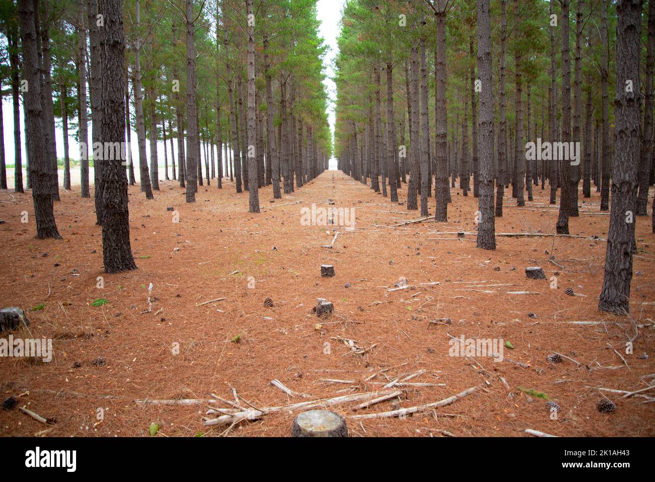 Radiata Pine Plantation - South Australia Stock Photo