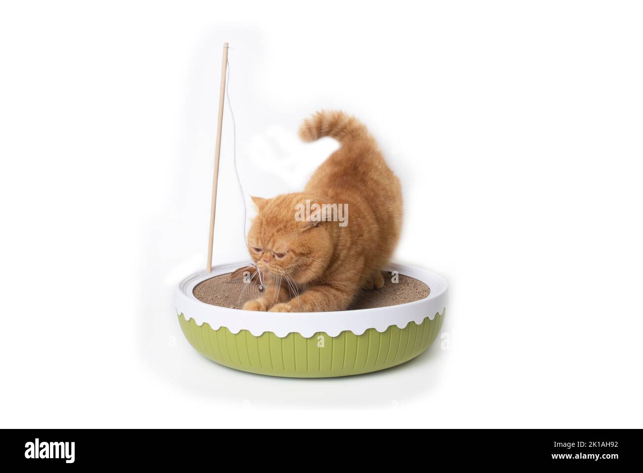Little scottish fold cat enjoy to sharpening his claws on cat toy bed