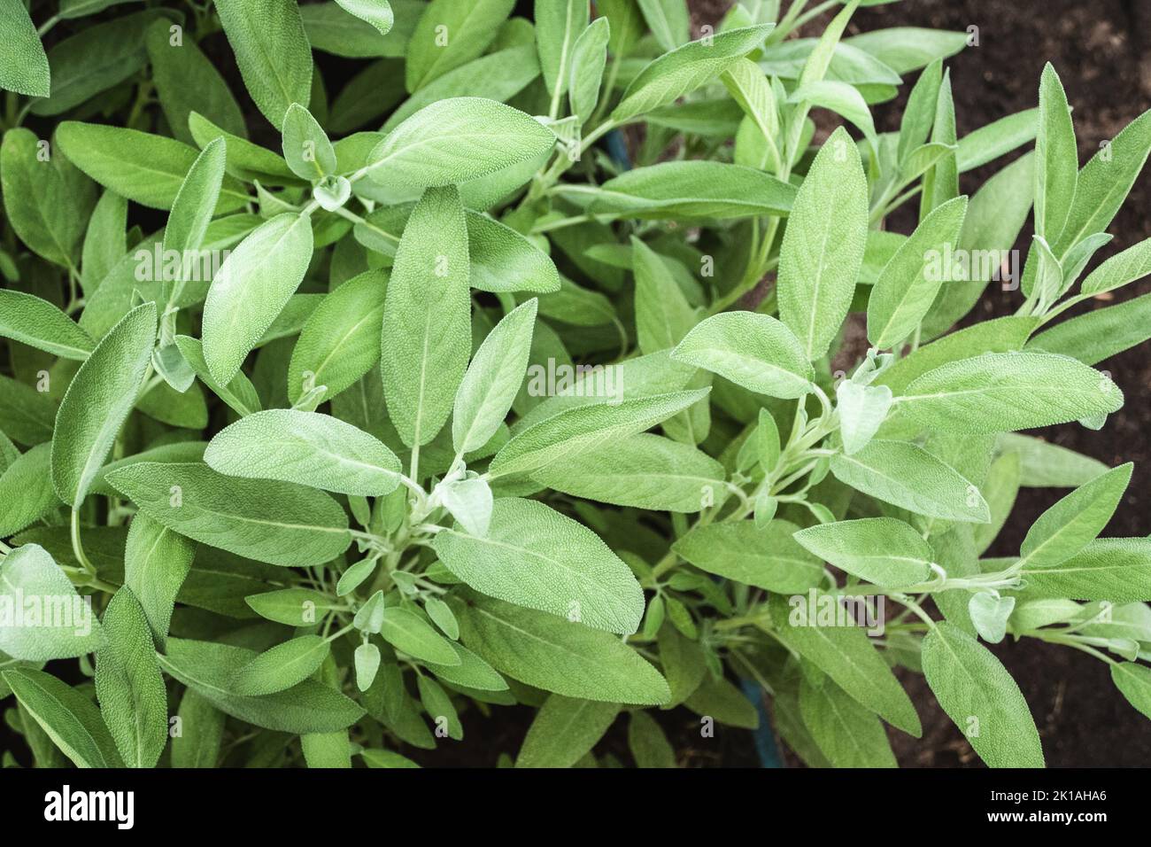 Garden Sage, Salvia officinalis plants growing in herb garden Stock Photo