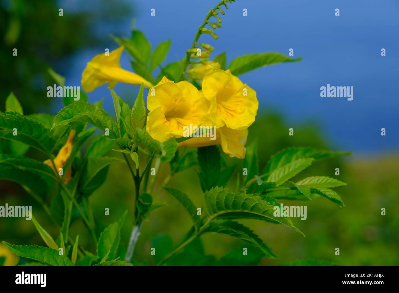Indonesia Penida Island Nusa Penida Paluang Cliff Yellow flower