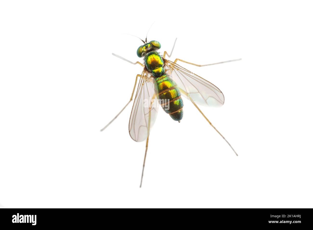 Long-legged Fly (Amblypsilopus scintillans) - Female isolated on white background. Stock Photo