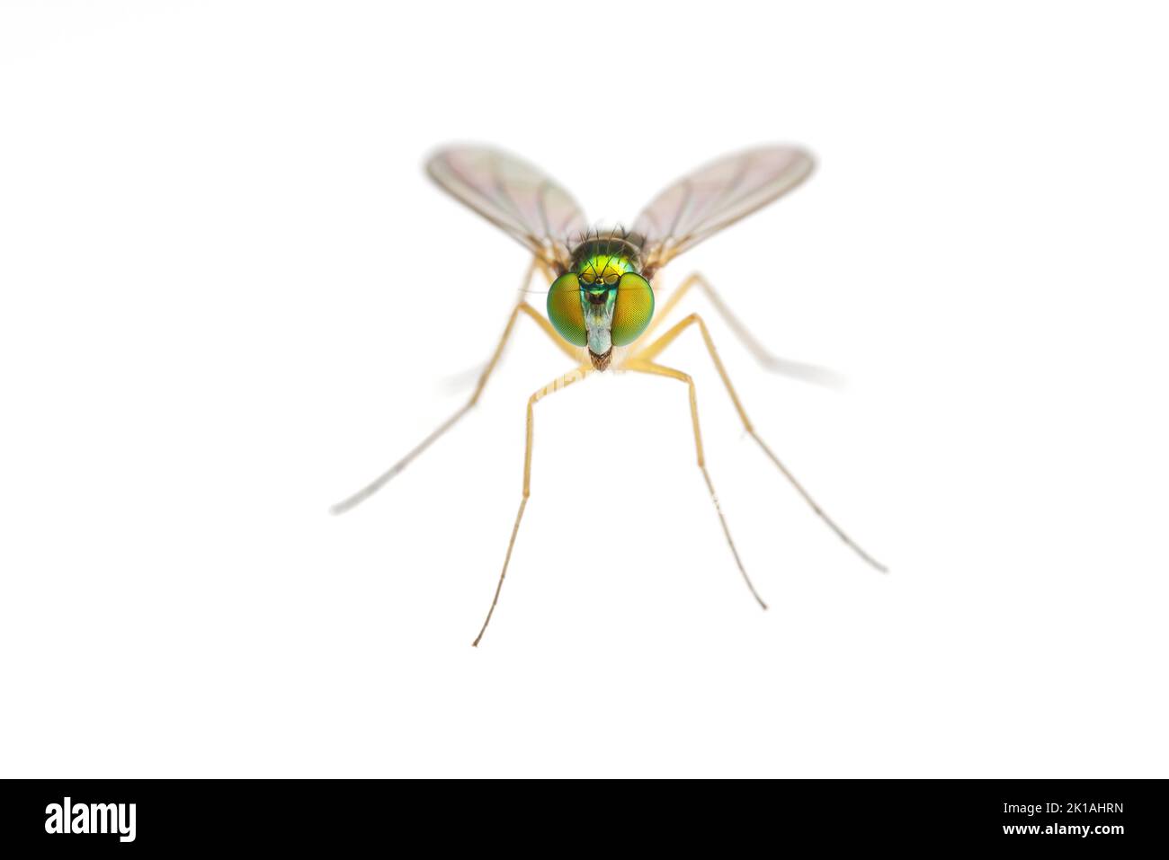 Long-legged Fly (Amblypsilopus scintillans) - Female isolated on white background. Stock Photo