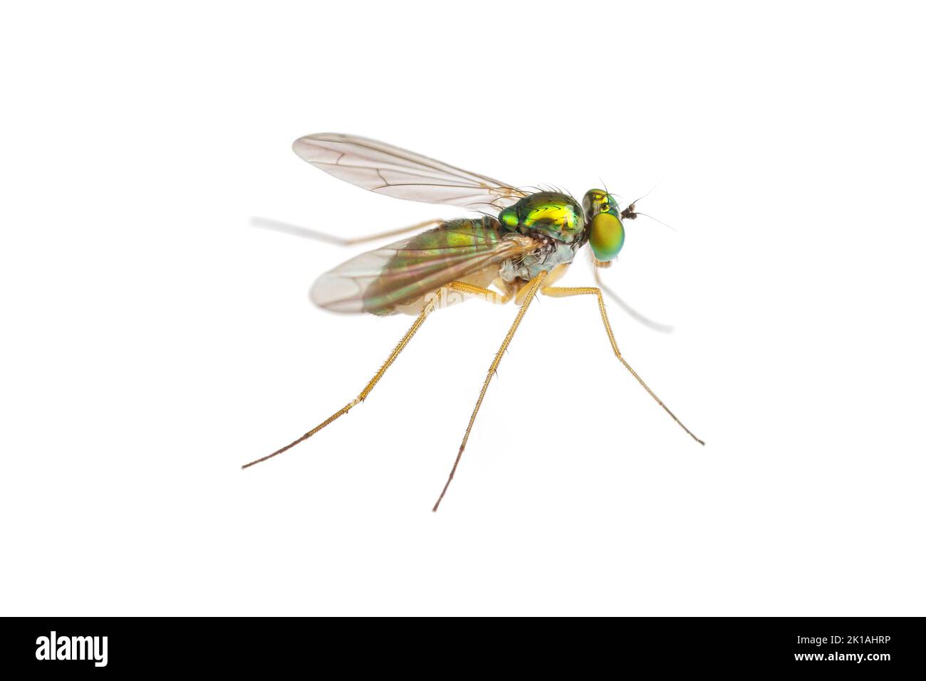 Long-legged Fly (Amblypsilopus scintillans) - Female isolated on white background. Stock Photo