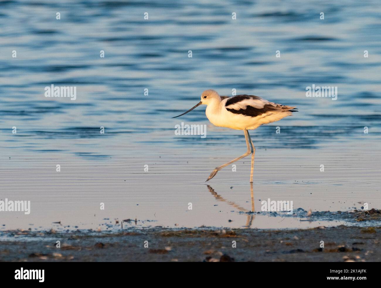 American Avocet (Recurvirostra americana) foraging at shoreline Stock Photo