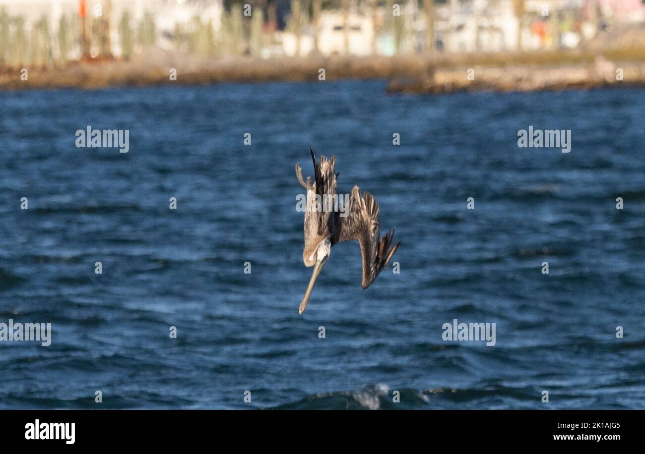 Brown Pelican (Pelecanus occidentalis) in flight diving into water.  3 of 4 Stock Photo