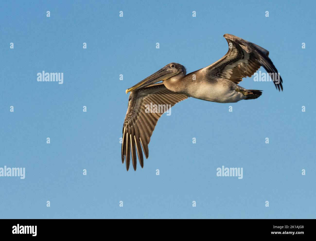 Brown Pelican (Pelecanus occidentalis) in flight Stock Photo