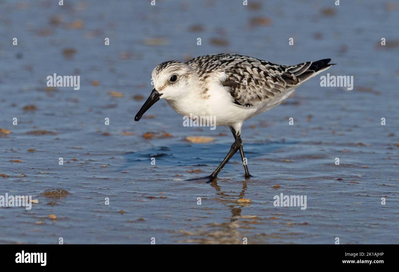 Sanderling (Calidris alba) foraging on a beach Stock Photo