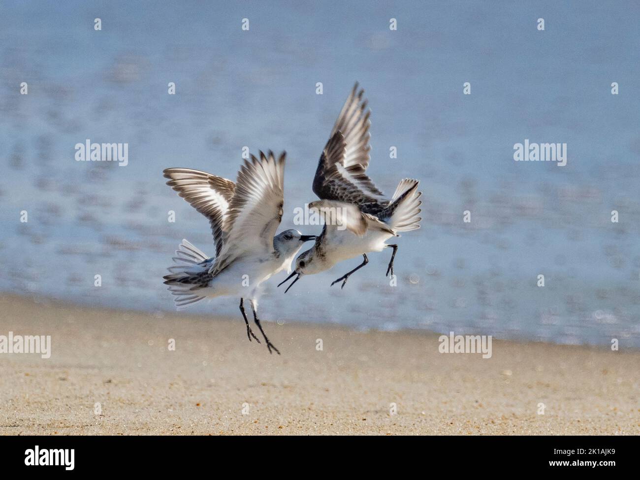 Sanderlings (Calidris alba) fighting on the beach Stock Photo