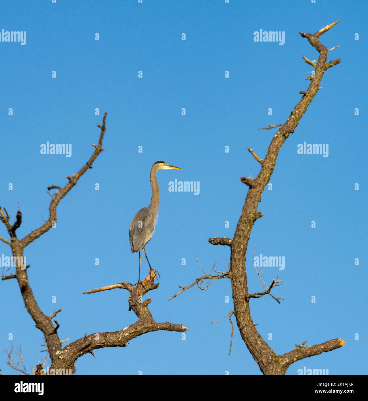 Great Blue Heron (Ardea herodias) perched in dead tree Stock Photo