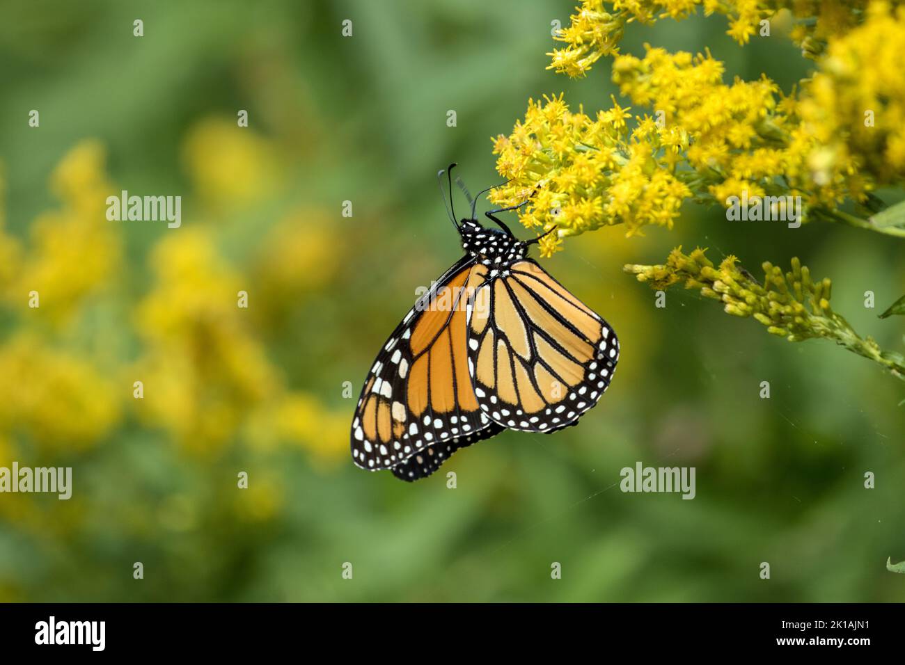 Closeup of a female Monarch Butterfly feeding on pollen from Goldenrod flowers during migration.Scientific name of this insect is Danaus plexippus. Stock Photo