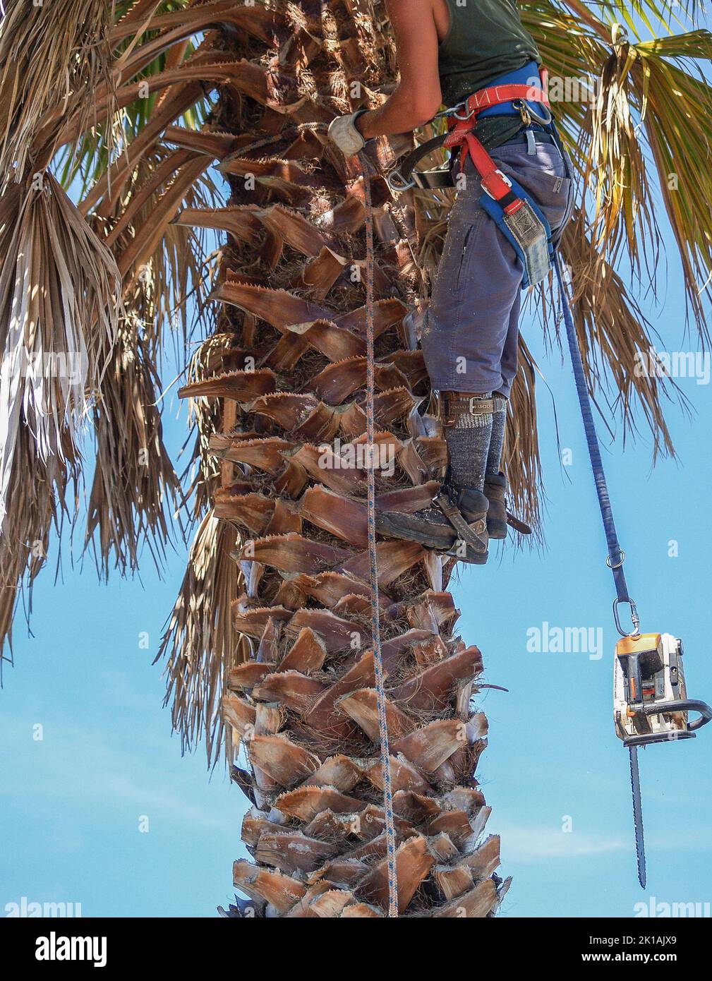 Legs and boots of arborist working climbed up palm tree with chainsaw