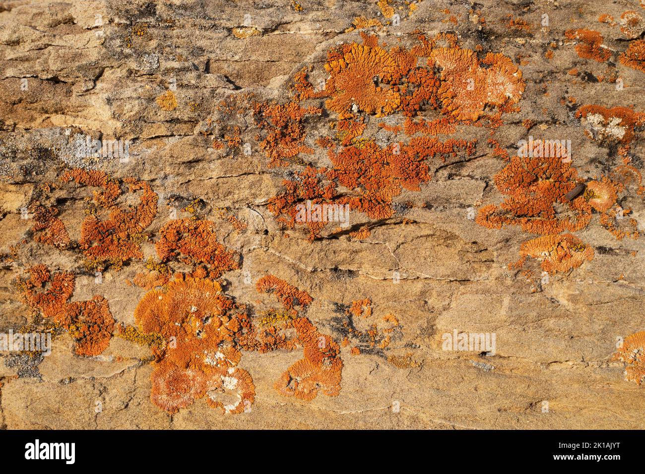Paleocene sandstone outcrop of the Porcupine Hills Formation with orange lichens growing on the sedimentary rock Stock Photo