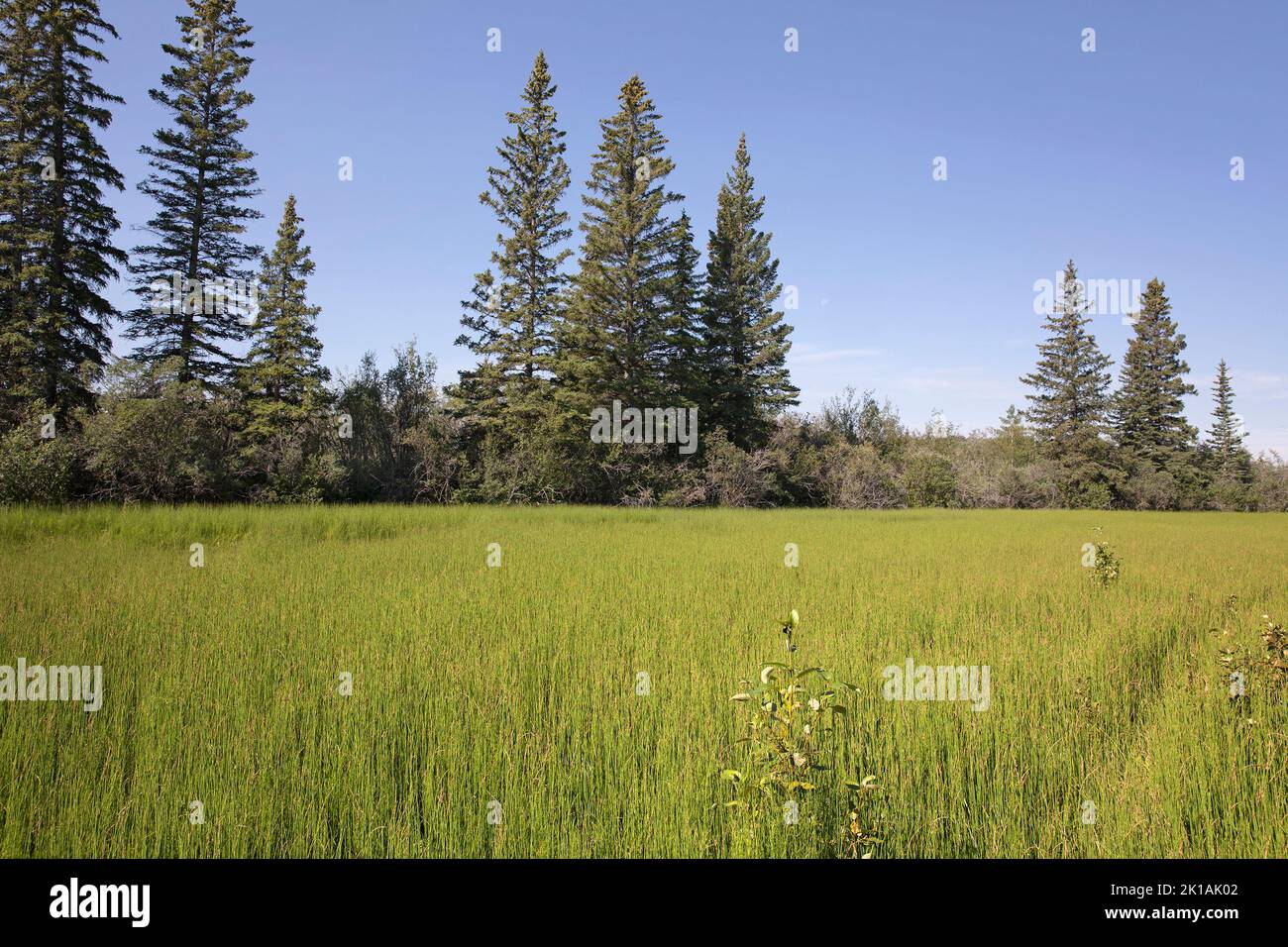 Ecological succession in oxbow lake. Wetland floor is filled with Equisetum plants and trees are beginning to colonize from edge of surrounding forest Stock Photo