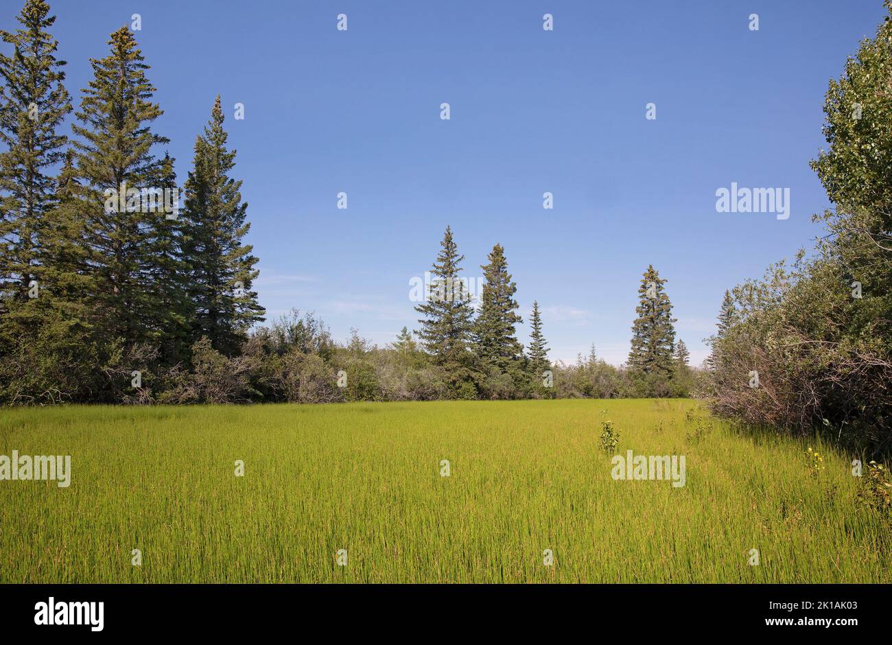 Ecological succession in oxbow lake. Wetland floor is filled with Equisetum plants and trees are beginning to colonize from edge of surrounding forest Stock Photo