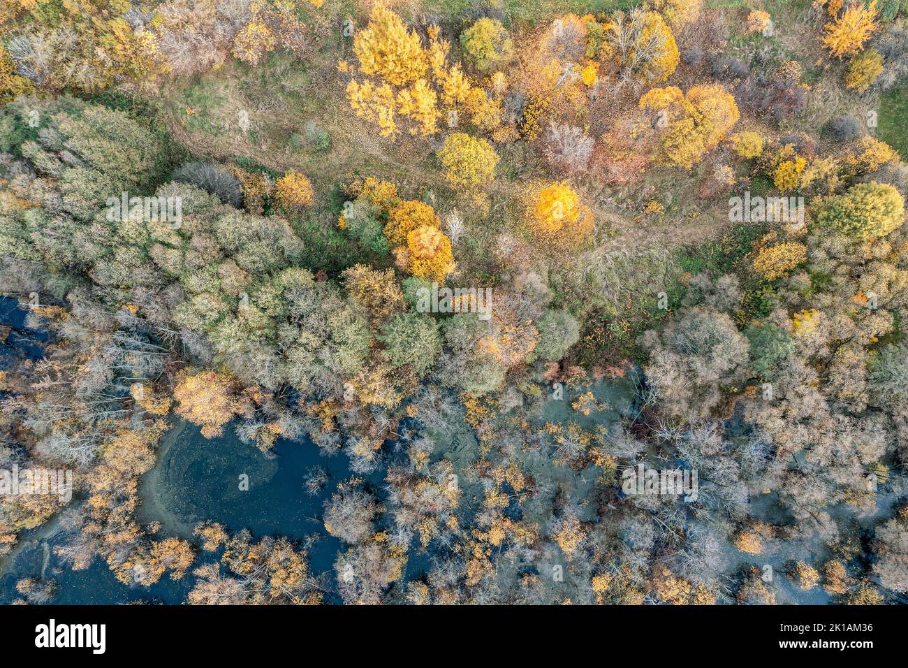 aerial top view of swamp in autumn forest with colorful bright treetops Stock Photo