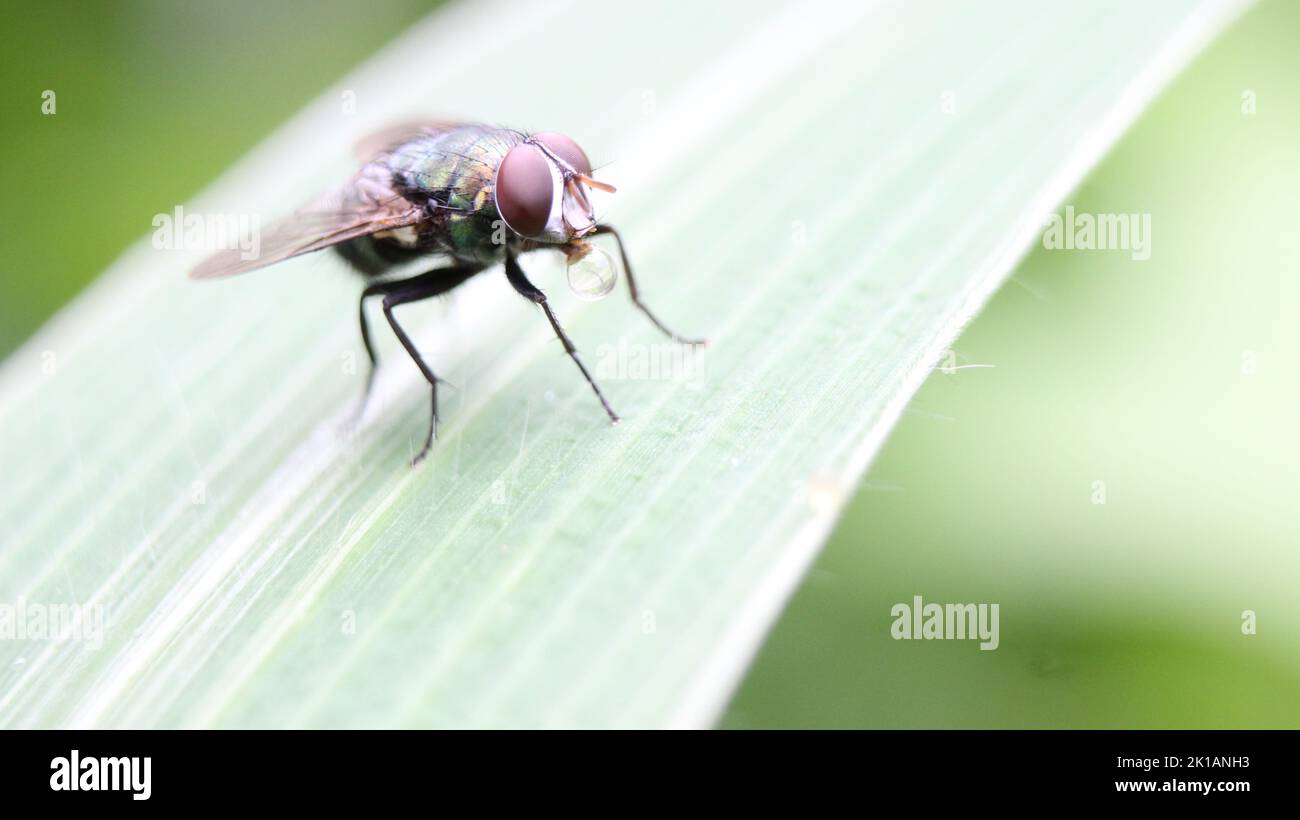 Close-up of a blue bottle fly (Calliphora vomitoria) drinking a drop of water on a blade of grass Stock Photo