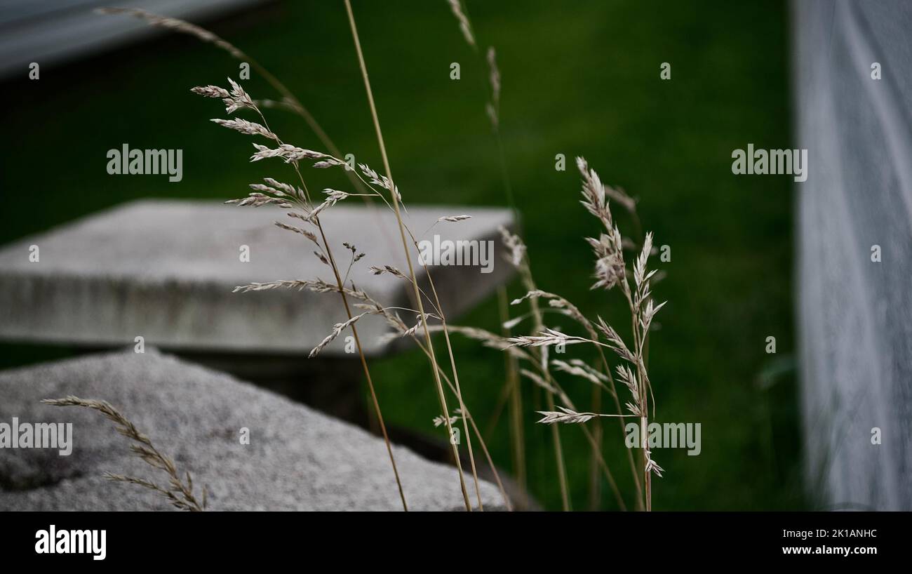 A closeup of growing Poa pratensis plant isolated in blurred background Stock Photo