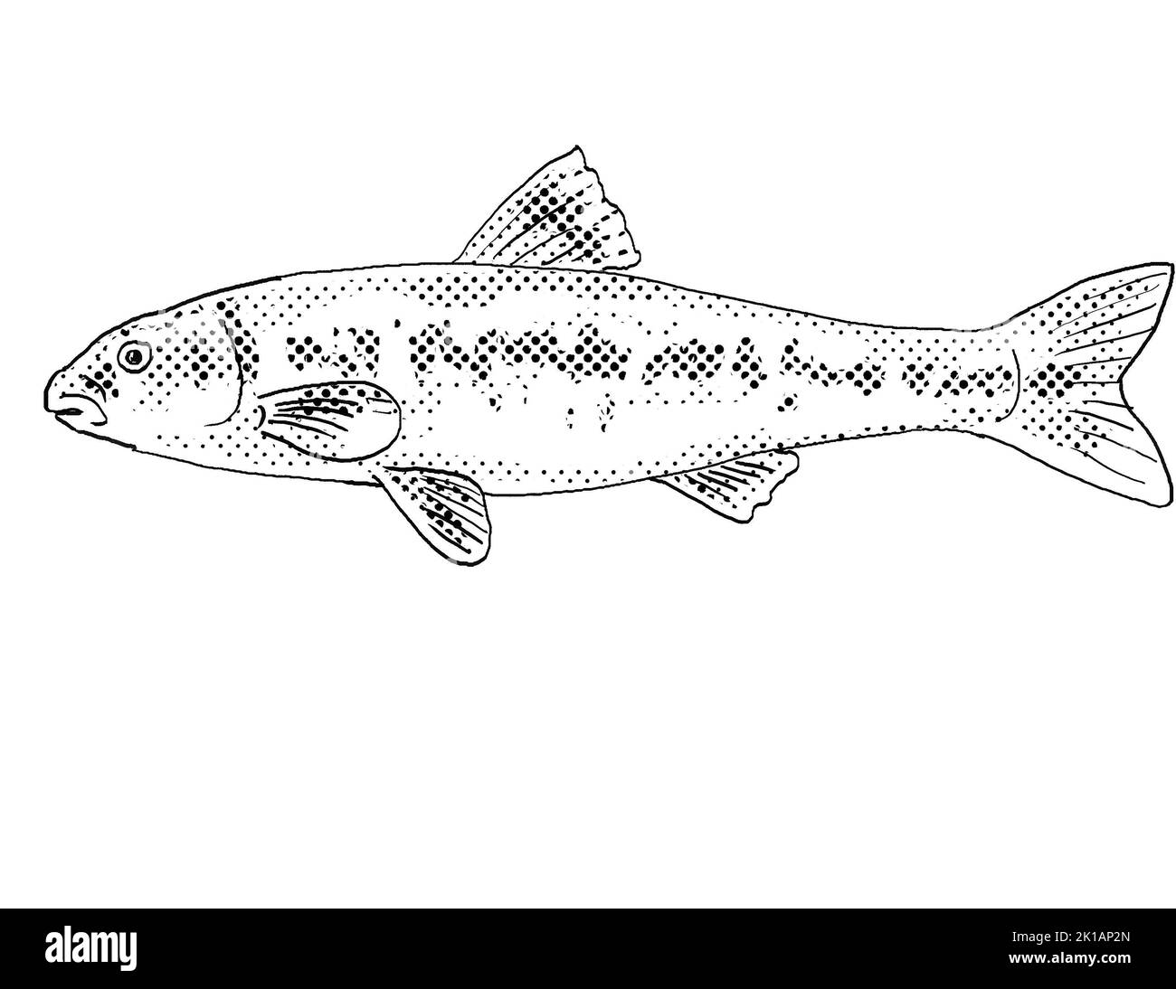 Cartoon style line drawing of a largescale stoneroller or Campostoma oligolepis a freshwater fish endemic to North America with halftone dots shading Stock Photo