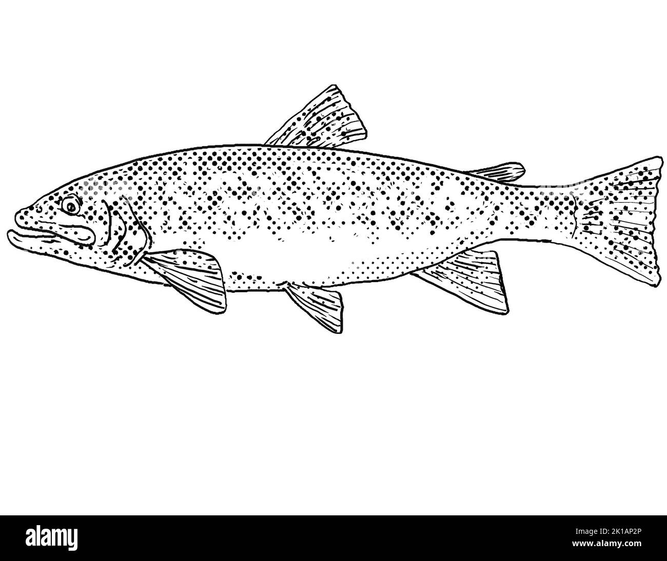 Cartoon style line drawing of a brook trout or Salvelinus fontinalis  a freshwater fish endemic to North America with halftone dots shading on isolate Stock Photo