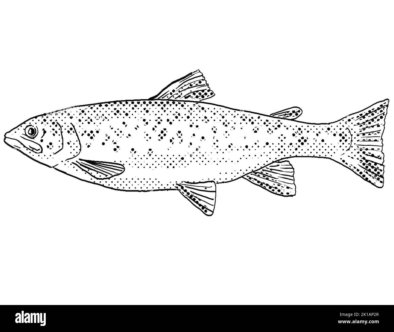 Cartoon style line drawing of a brown trout or Salmo trutta  a freshwater fish endemic to North America with halftone dots shading on isolated backgro Stock Photo