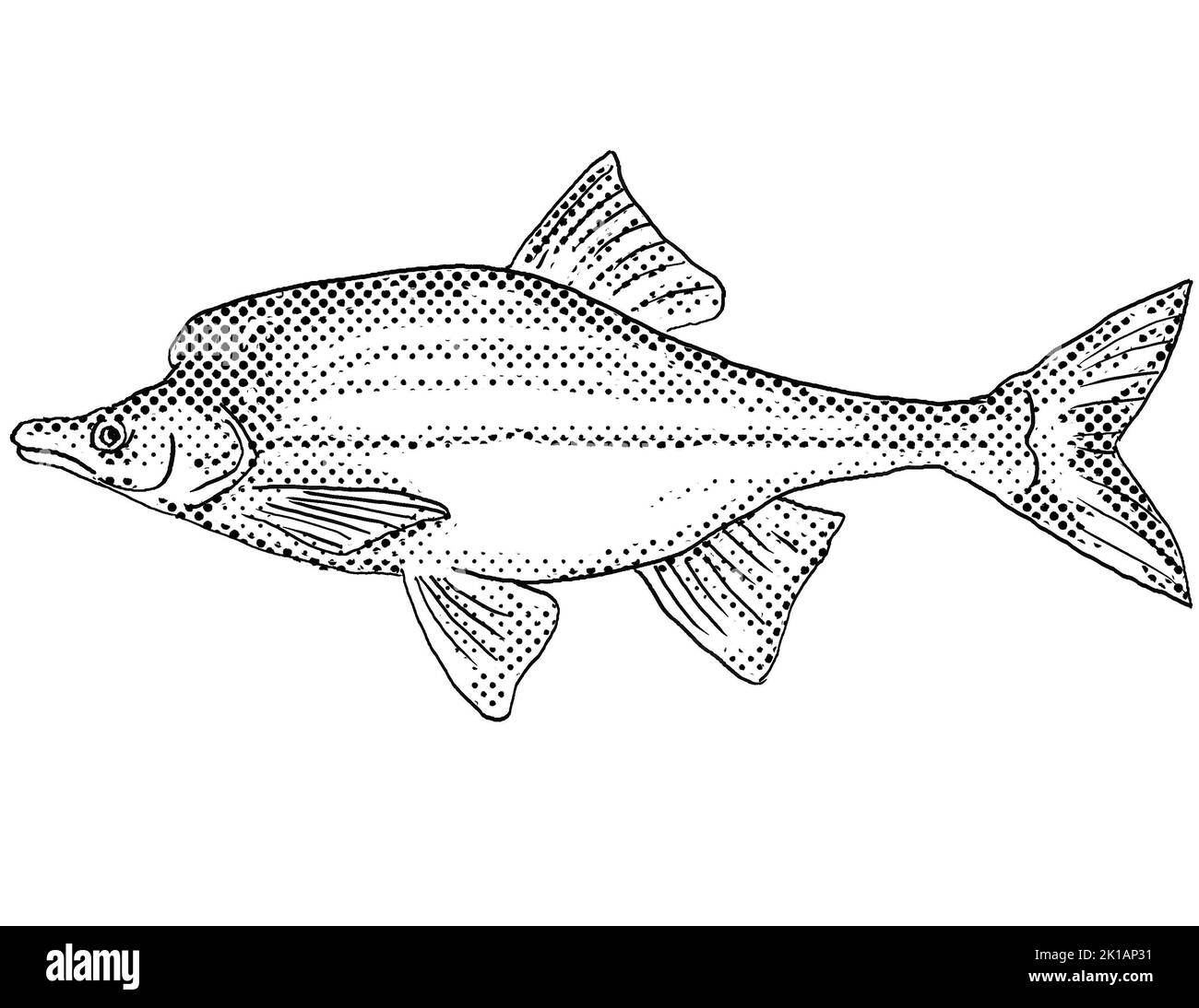 Cartoon style line drawing of a humpback chub or Gila cypha  a freshwater fish endemic to North America with halftone dots shading on isolated backgro Stock Photo