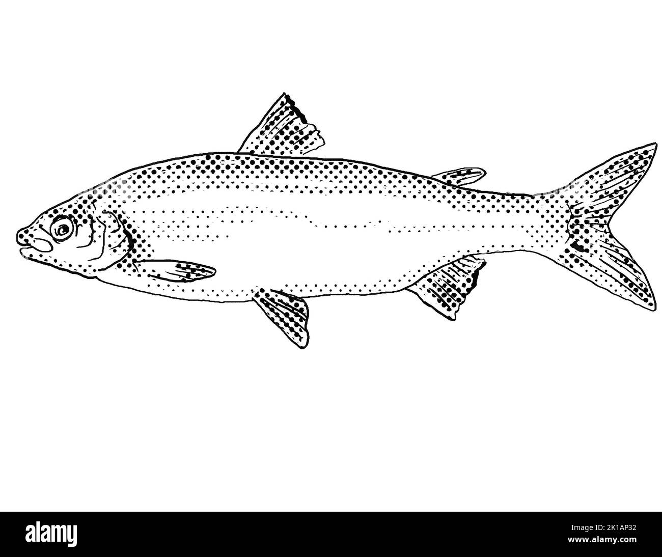 Cartoon style line drawing of a lake whitefish or Coregonus clupeaformis a freshwater fish endemic to North America with halftone dots shading on isol Stock Photo
