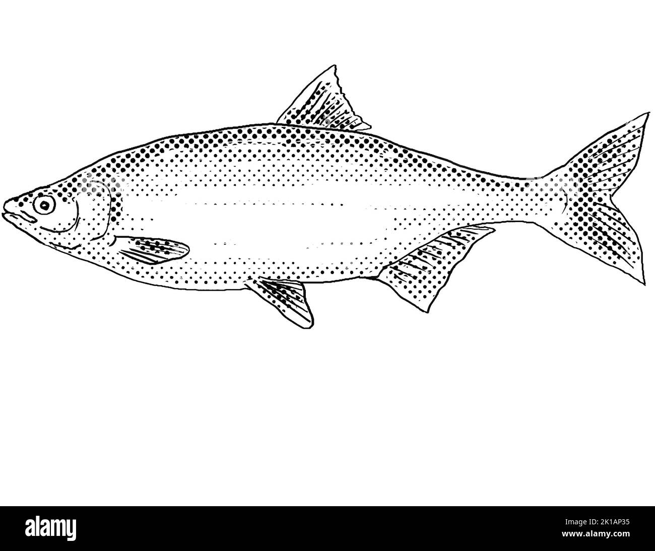 Cartoon style line drawing of a hitch or Lavinia exilicauda a freshwater fish endemic to North America with halftone dots shading on isolated backgrou Stock Photo