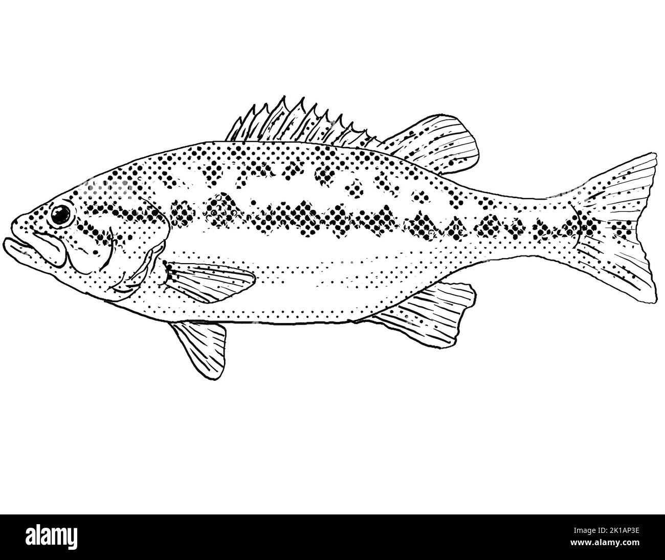 Cartoon style line drawing of a Micropterus henshalli or Alabama bass  a freshwater fish endemic to North America with halftone dots shading on isolat Stock Photo