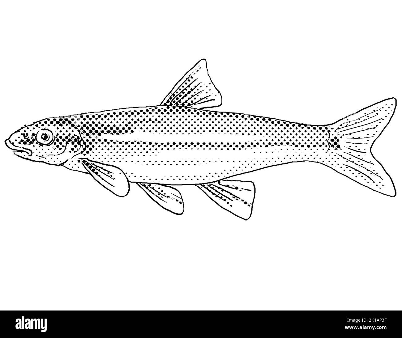 Cartoon style line drawing of a longnose dace or Rhinichthys cataractae a freshwater fish endemic to North America with halftone dots shading on isola Stock Photo
