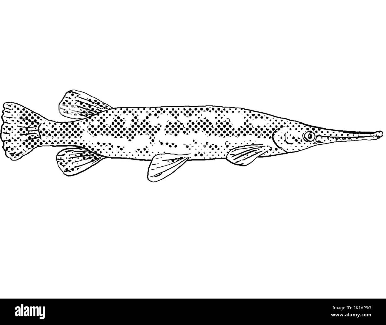 Cartoon style line drawing of a longnose gar Lepisosteus osseus, longnose garpike or billy gar a freshwater fish endemic to North America with halfton Stock Photo